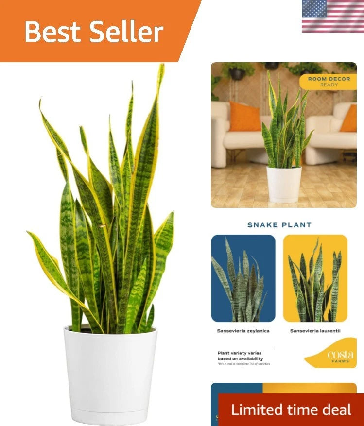 Snake plant live plant in white decorative pot, upright spiky leaves