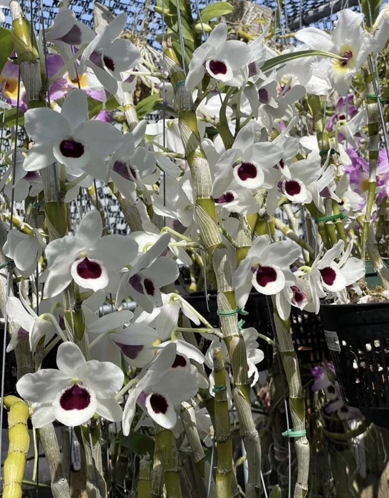 Rooted stem orchid plant with white star flowers and dark purple throats