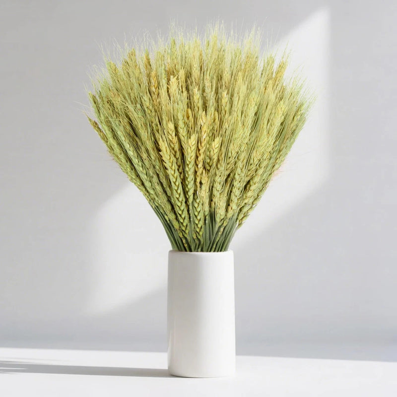 Cyan wheat straw dried flowers in white vase with natural green stems
