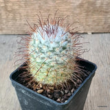 D6408 MAMMILLARIA BOMBYCINA pot7-H7-W5 cm MaMa Cactus Green Plant