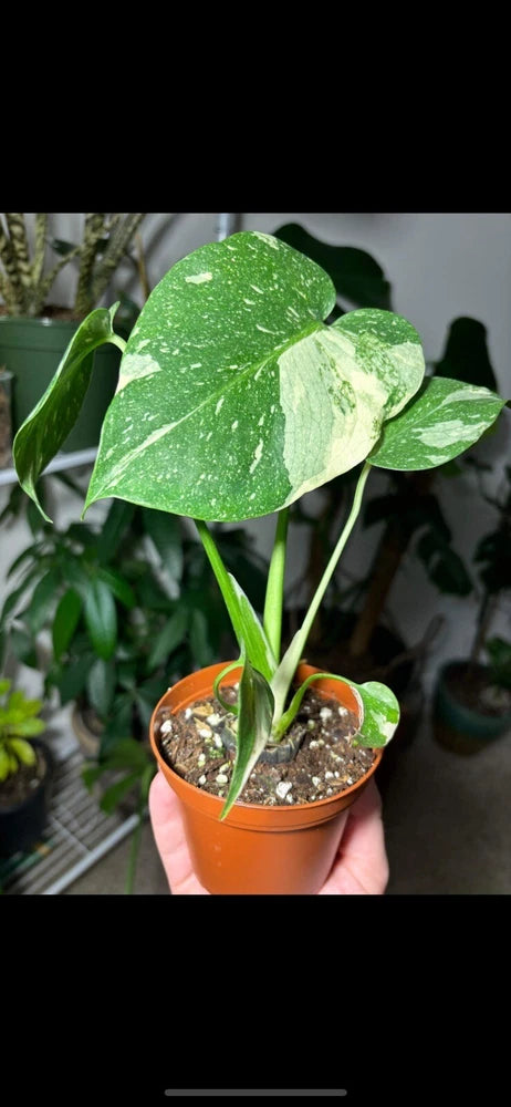 Thai Constellation Plant High Variagate In Pot MŽdium Size Orchids