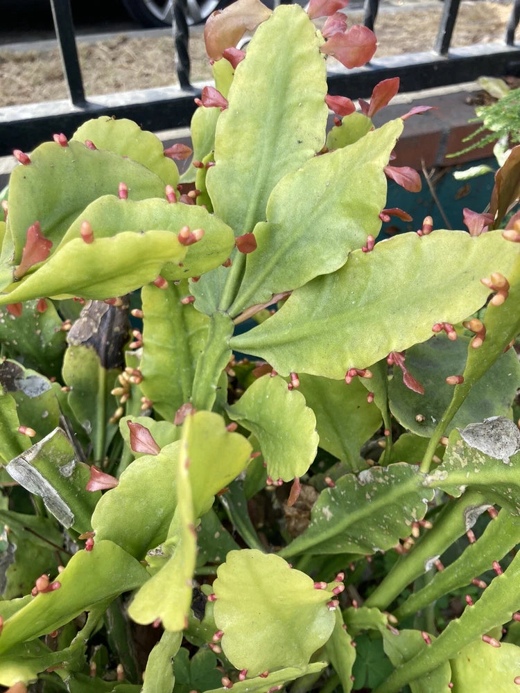 Jungle cactus cuttings with green succulent stems and small pink buds