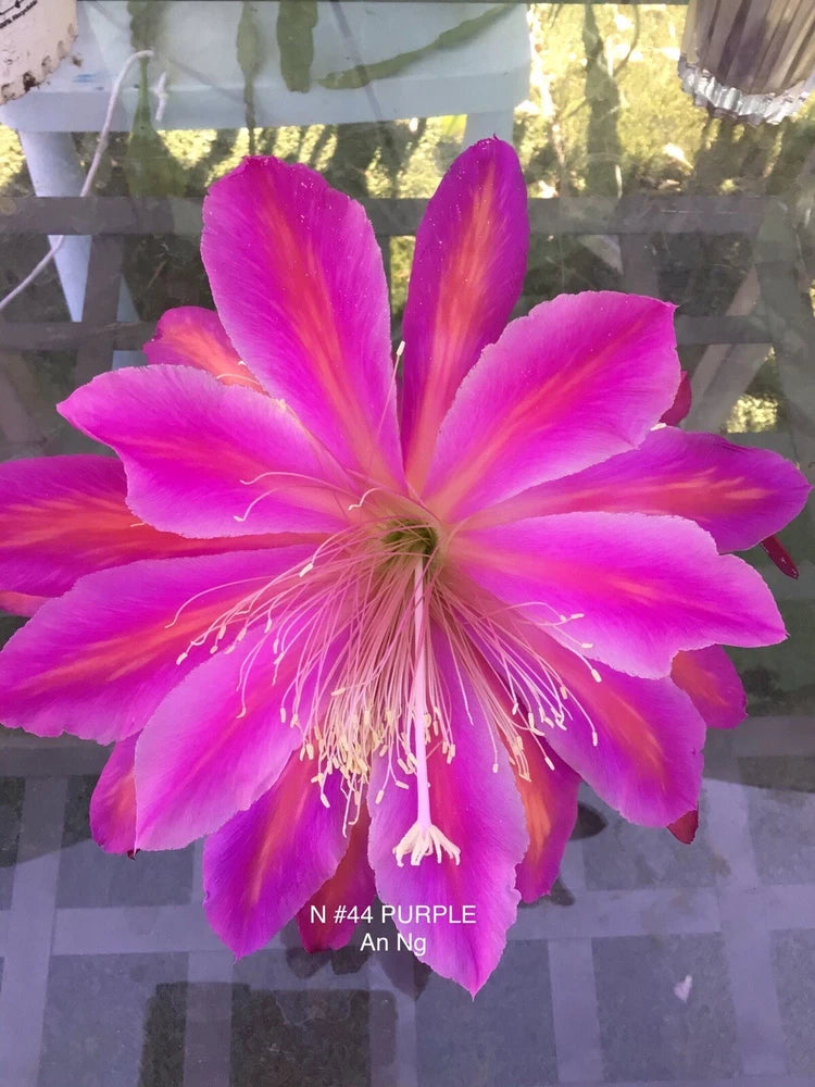 Epiphyllum orchid cutting with large purple-pink bloom and prominent white stamens