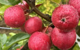 25+ Wickson Crabapple Seeds for Garden Planting - USA - FREE SHIPPING! Garden Plants