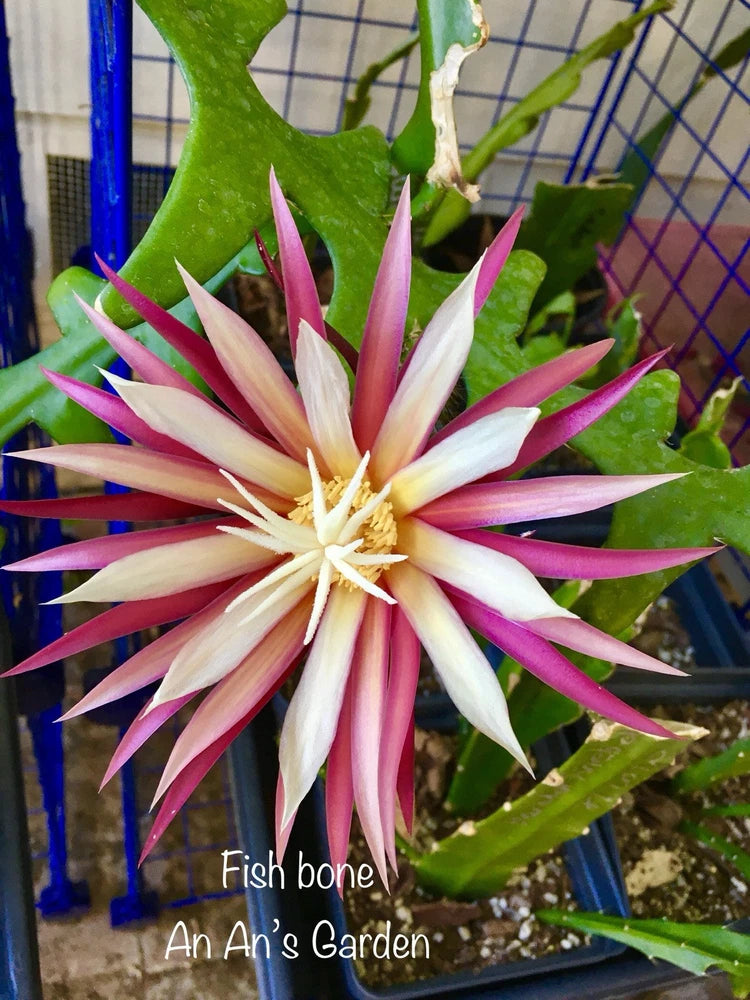 Ric Rac epiphyllum cutting orchid: spiky white-and-pink bloom with green leaves