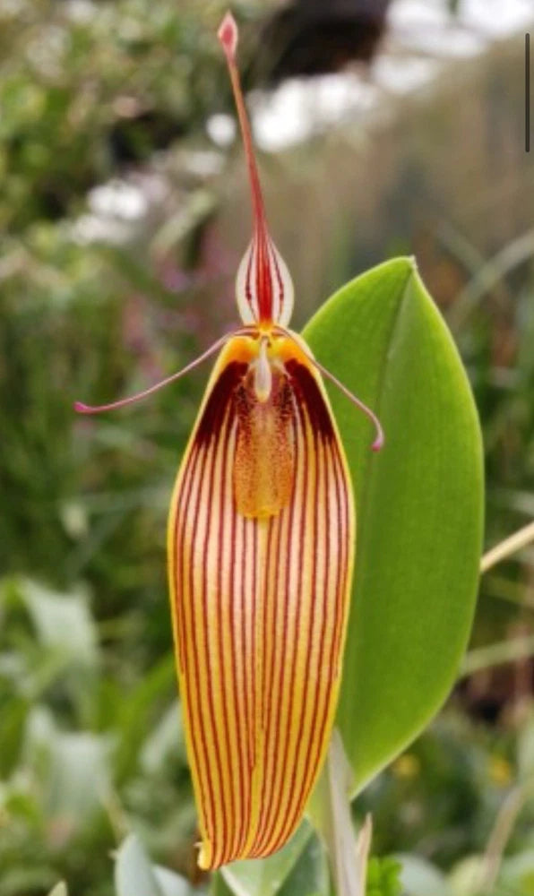 Orchid flower with striped pouch and green leaves