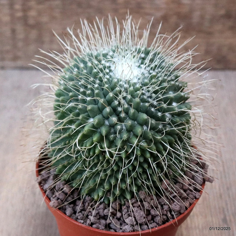 D7618 MAMMILLARIA SPINOSISSIMA UNPICO pot10-H9-W8,5 cm MaMa Cactus Green Plant