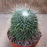 D7618 MAMMILLARIA SPINOSISSIMA UNPICO pot10-H9-W8,5 cm MaMa Cactus Green Plant