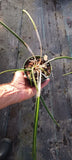 Orchid Cattleya Brassavola flagellaris Rat Tail Mad Happenings Orchids