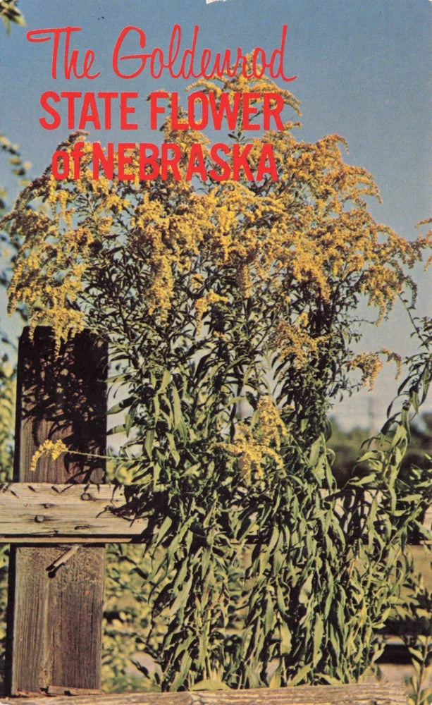 Nebraska state flower goldenrod postcard with bright yellow wildflowers in a field