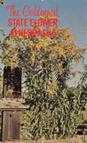 Postcard NE Nebraska State Flower Goldenrod Sunflower Family Bright Yellow Sunflower