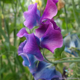 50+ Blue Shift Sweet Pea Seeds for Garden Planting - USA - FREE SHIPPING! Garden Plants