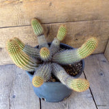 D5501 AREQUIPA VICTORIENSIS pot22-H19-W38 cm MaMa Cactus Green Plant