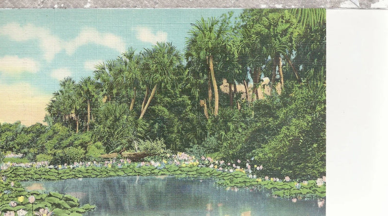 Water Lilies In Bloom   In The Sunny South   Unused Linen Postcard 12024 Lily