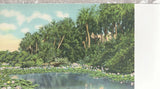 Water Lilies In Bloom   In The Sunny South   Unused Linen Postcard 12024 Lily
