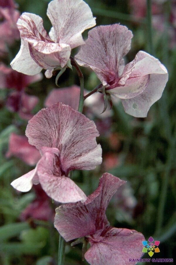 50+ Suzy Z Sweet Pea Seeds for Garden Planting - USA - FREE SHIPPING! Garden Plants