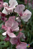50+ Suzy Z Sweet Pea Seeds for Garden Planting - USA - FREE SHIPPING! Garden Plants
