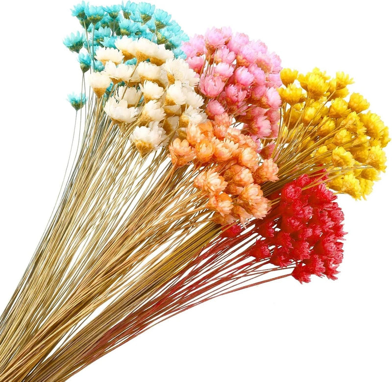 300 Stems Dried Flowers Brazilian Mini Star Daisy Colorful Natural Bouquet for D Dried Flower