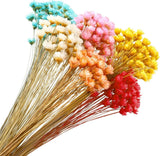 300 Stems Dried Flowers Brazilian Mini Star Daisy Colorful Natural Bouquet for D Dried Flower