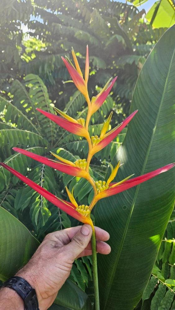 2 Heliconia Carmasita live rhizomes. Exotic tropical flowers, bright blooms! Green Plant
