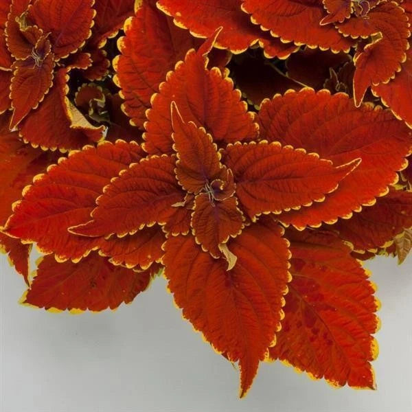 Orange-red coleus plant leaves with scalloped edges, close-up