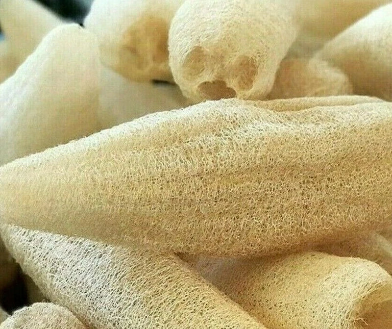 LUFFA GOURD SEEDS 10+ LOOFAH SPONGE GOURD garden DISHCLOTH gourd FREE SHIPPING Garden Plants