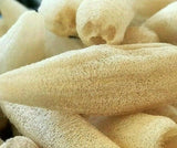 LUFFA GOURD SEEDS 10+ LOOFAH SPONGE GOURD garden DISHCLOTH gourd FREE SHIPPING Garden Plants