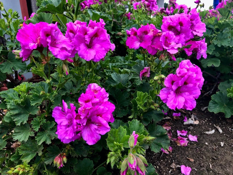 Purple fancy geranium plant cutting with multiple ruffled double blooms