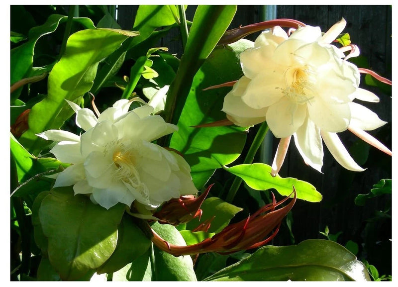 White Epiphyllum orchid blooms with green leaves on rooted plant in pot