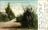 Vintage Postcard: Avenue of Pampas Grass California - POSTED 1906 - A34 Pampas Grass