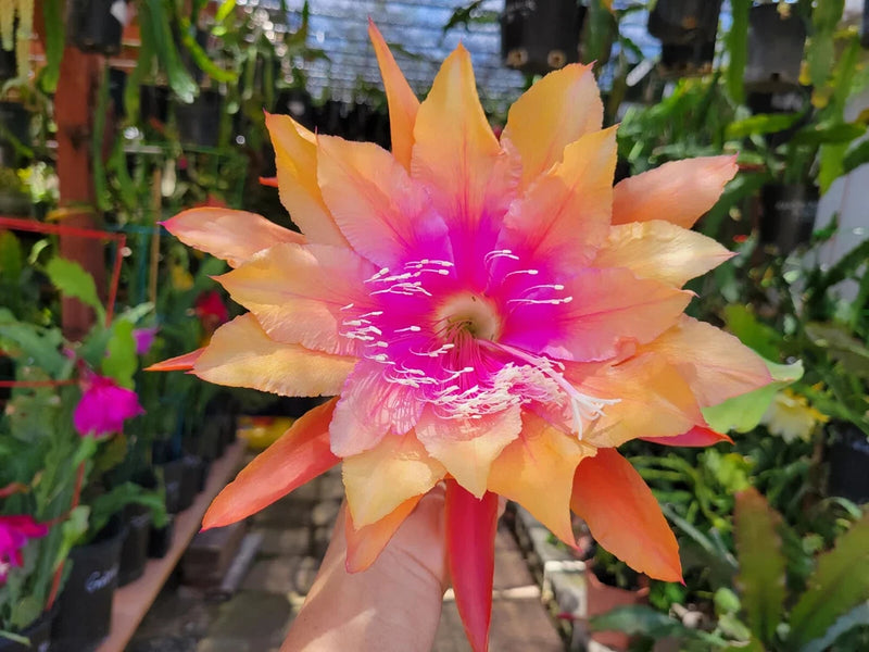 Orange and pink orchid cactus flower on a plant