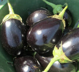 300 EGGPLANT SEEDS BLACK BEAUTY SPRING VEGETABLE GARDEN HEIRLOOM NON-GMO USA Garden Plants