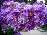 Lagerstroemia indica Purple Velvet | 50_Seeds Garden Plants