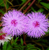 MIMOSA FLOWER SEEDS 100+ SENSITIVE PLANT annual WILDFLOWER garden FREE SHIP Garden Plants