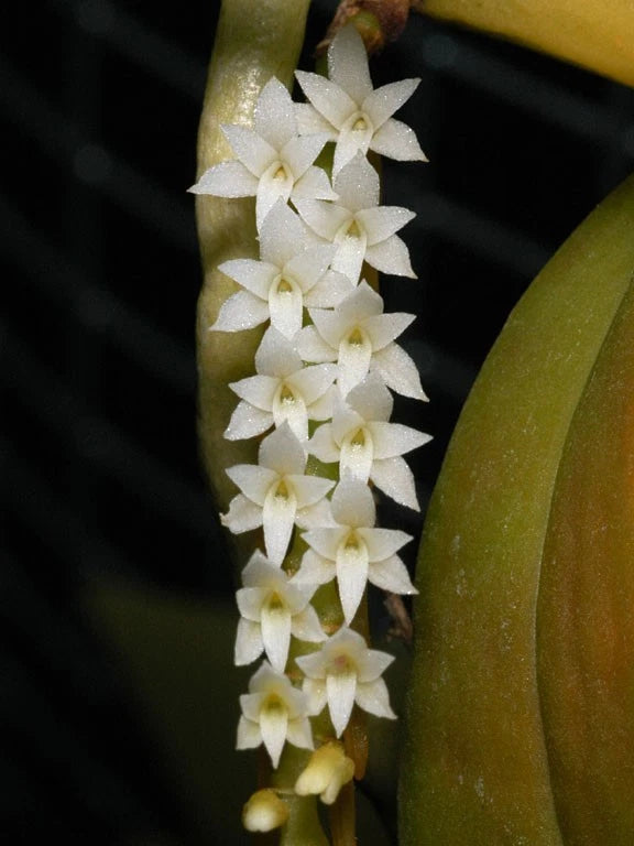 Orchid Plants Campylocentrum Micranthum Orchids