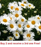 10,000 +/-  Shasta Daisy Seeds Non-GMO Flowering Plants