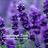 Scarborough Seeds 500 Lavender Seeds HERB NON-GMO MOSQUITO REPELLENT USA! Garden Plants