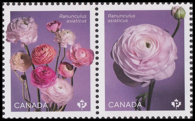 Canada 3372 Ranunculus horz pair (from sheet) MNH 2023 Ranunculus