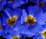 PRIMROSE ENGLISH ACCORD BLUE PERENNIAL Primula Vulgaris - 50 Bulk Seeds Garden Plants