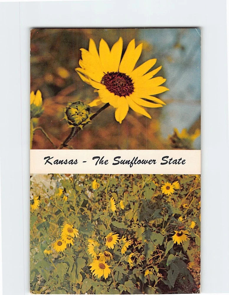 Kansas sunflower postcard with yellow flower and text 'Kansas - The Sunflower State'