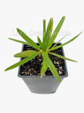 Hemithrinax ekmaniana, Trinac, Jumagua Palm Tree Tropical Rare Garden Plants