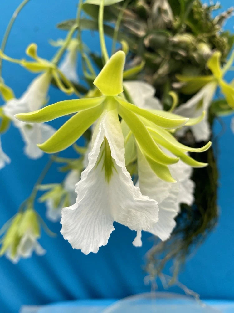 White orchid blooms with yellow-green petals and narrow ruffled lip