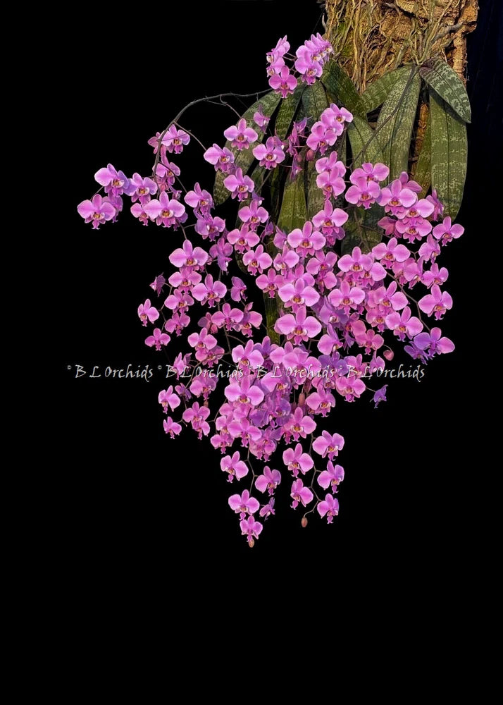 Fragrant pink orchid cluster with green leaves and slender stems