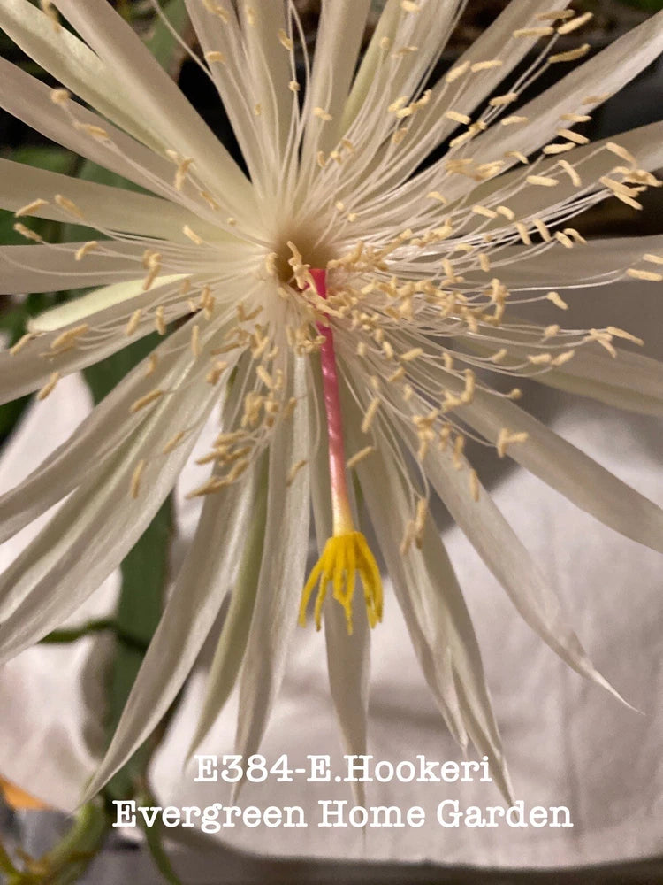 Orchid cactus with long pale stems and yellow flower