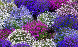 200 MIXED COLORS LOBELIA Regatta Lobelia Erinus Flower Seeds Flowering Plants