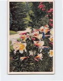 Postcard Regal Lily Flowers George Lawler Tacoma Washington USA Lily