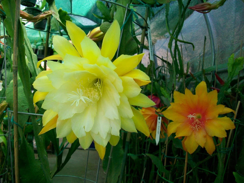 Yellow fragrant cutting orchid flower on green cactus-like stems