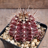 D476 GYMNOCALYCIUM MIHANOVICHII pot9-H7-W8 cm MaMa Cactus Green Plant