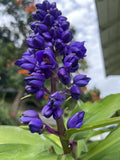 Hawaii Grown Blue Ginger Dichorisandra Thyrsiflora  plant cutting 8 count stock Orchids