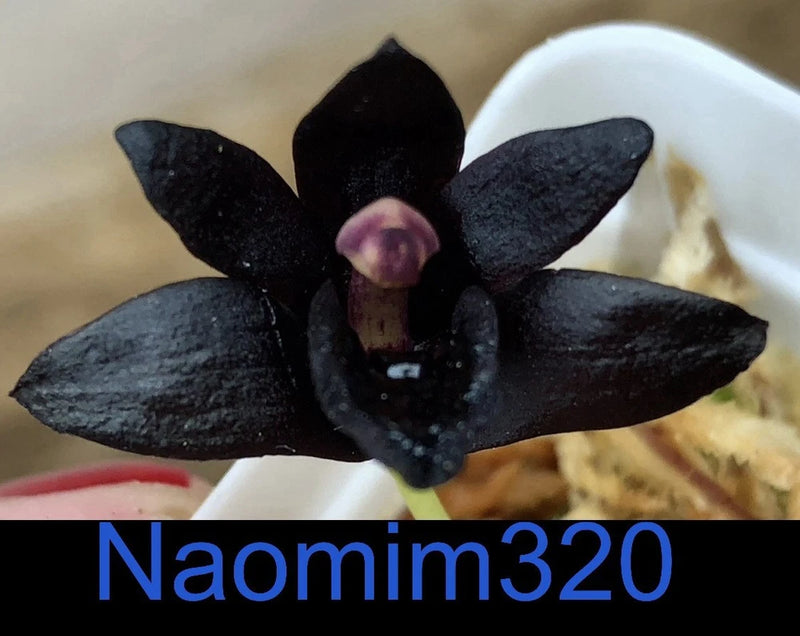 Maxillaria schunkeana Blooming size Orchids